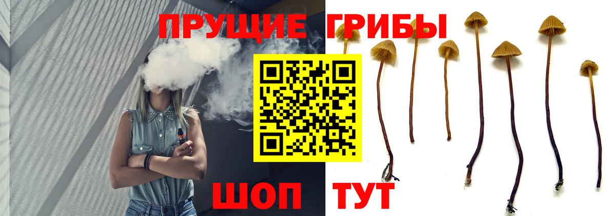 Псилоцибиновые грибы Psilocybine cubensis Тобольск